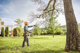 Best Tree Cabling and Bracing  in Lake Barcroft, VA