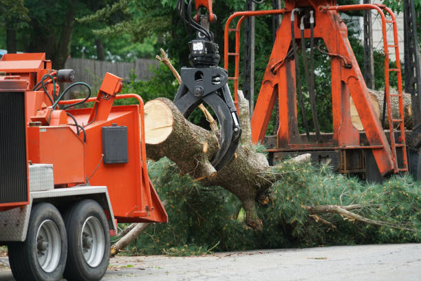 Best Firewood Processing and Delivery  in Lake Barcroft, VA