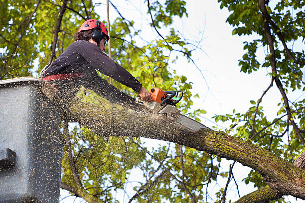 Best Tree and Shrub Care  in Lake Barcroft, VA