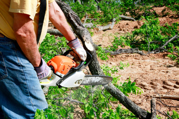 How Our Tree Care Process Works  in  Lake Barcroft, VA